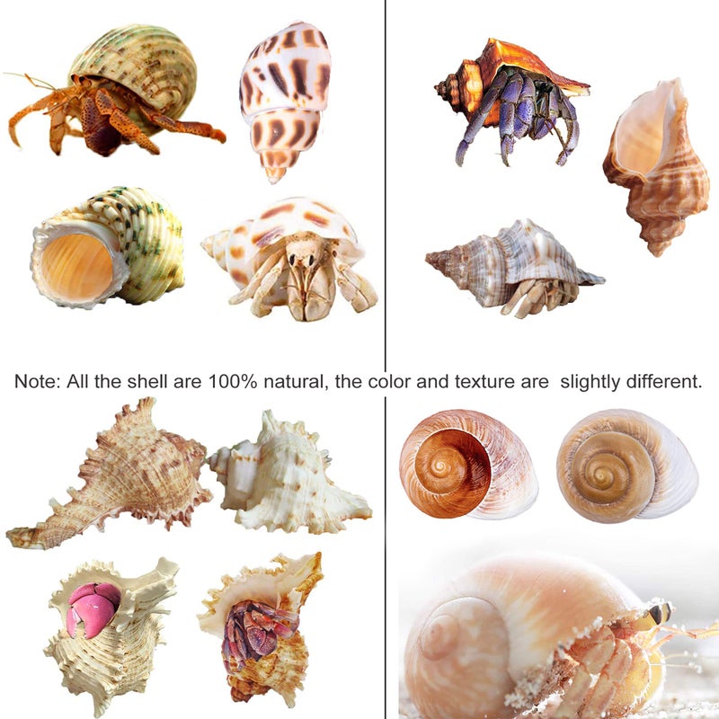 SINKOO 9PCS Hermit Crab Shells Large Small Growth Turbo Seashell Supplies Natural Sea Conch Home Decor - Image 4